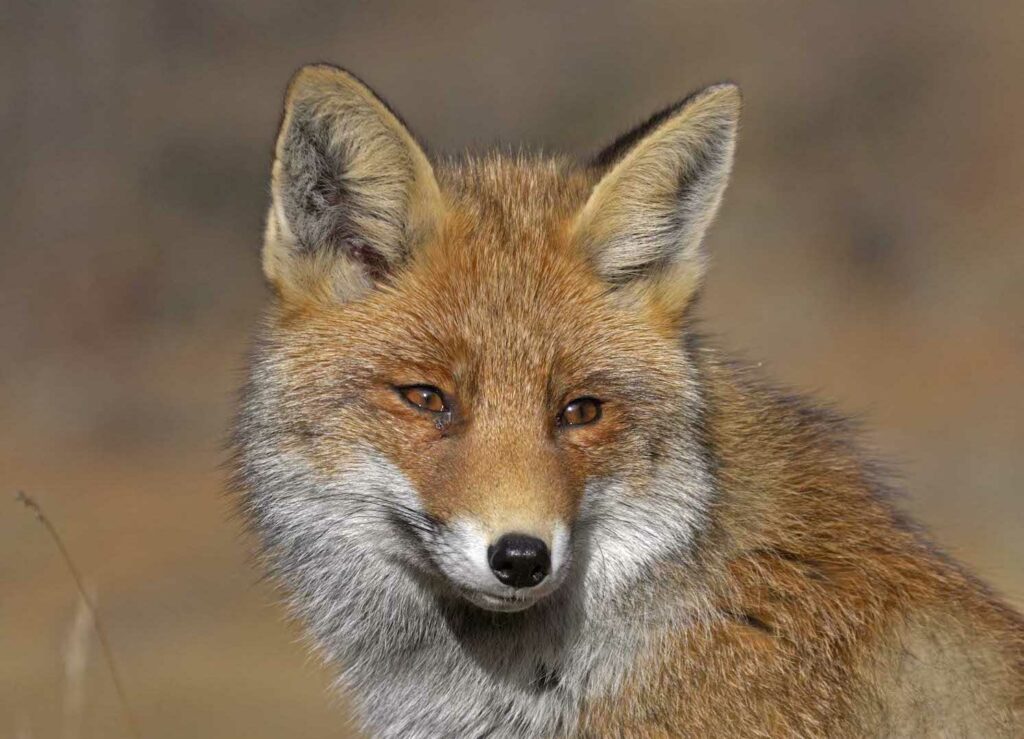 Fuchs in Grossaufnahme