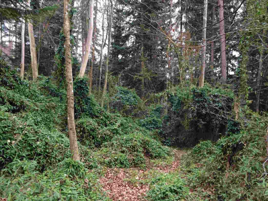 Vom Geissblatt überwucherter Wald