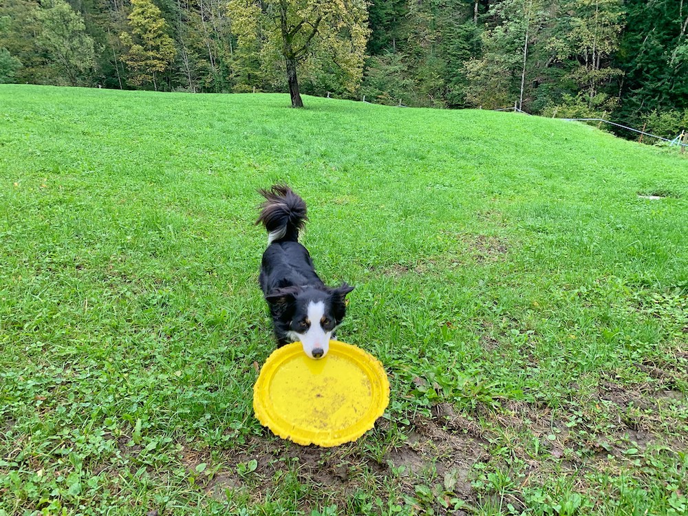 Hund mit Frisbee