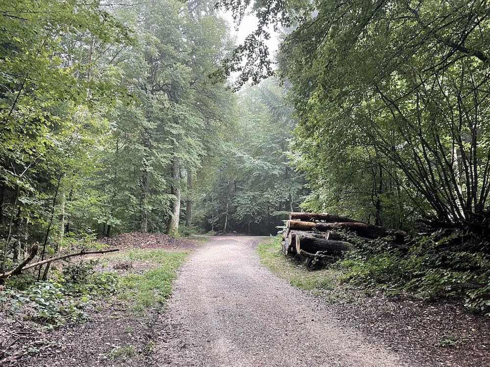 Ungefährer Standort des Galgens im heutigen Wald