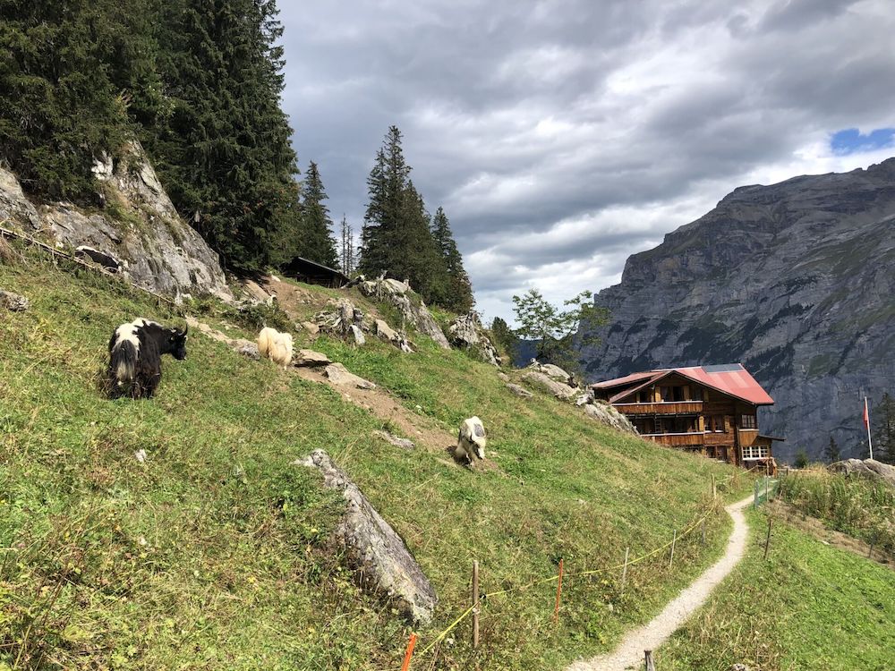 Yaks beim Hotel Tschingelhorn