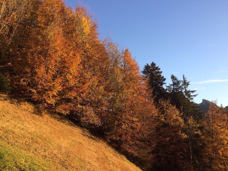 Die Herbstbäume leuchten im Morgenrot