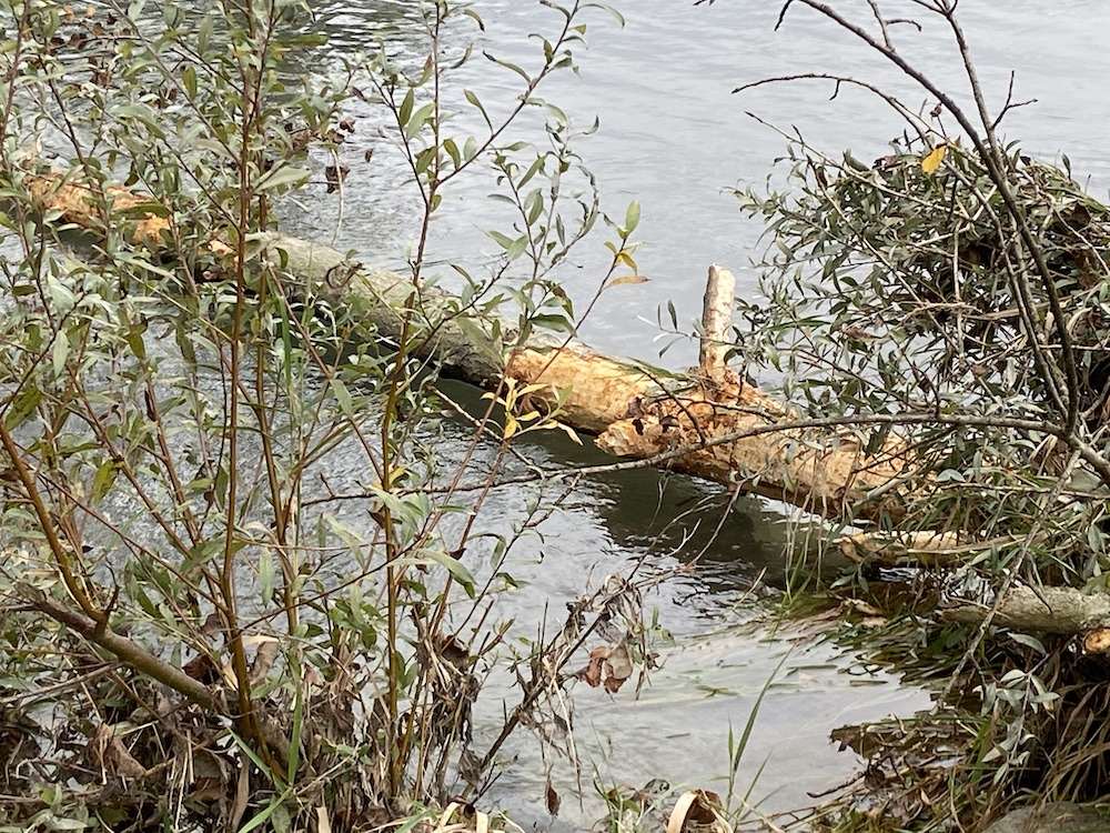 Von Bibern angenagter Baumstamm im Wasser