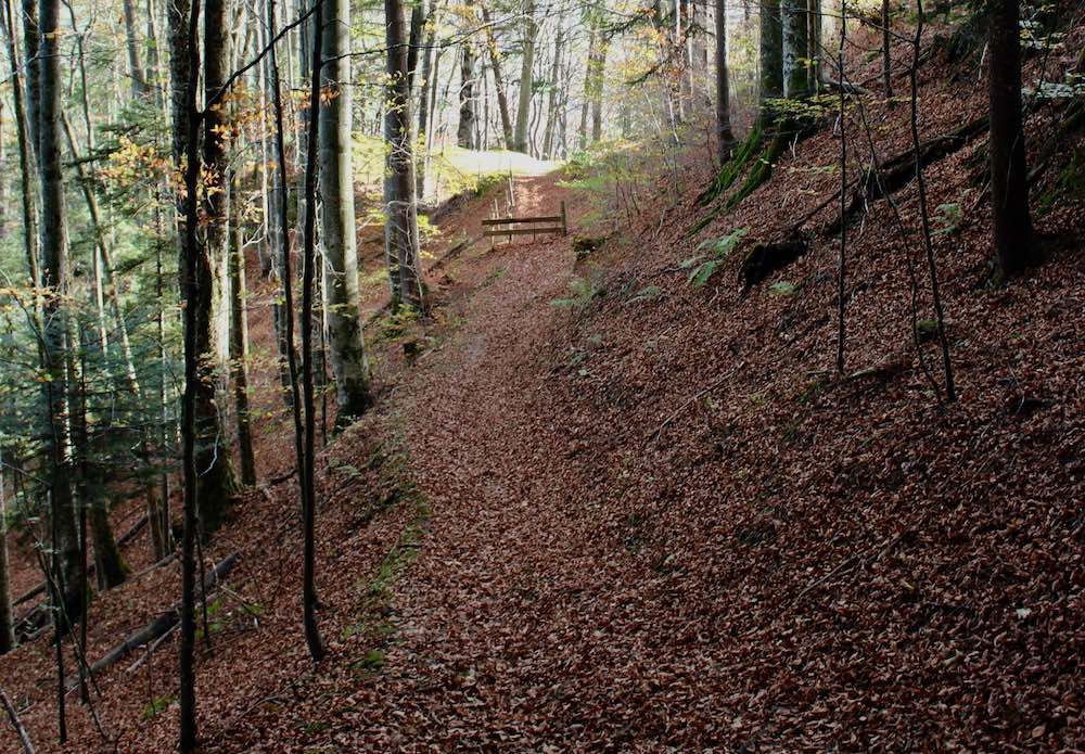 Weg, dicht mit Laub bedeckt