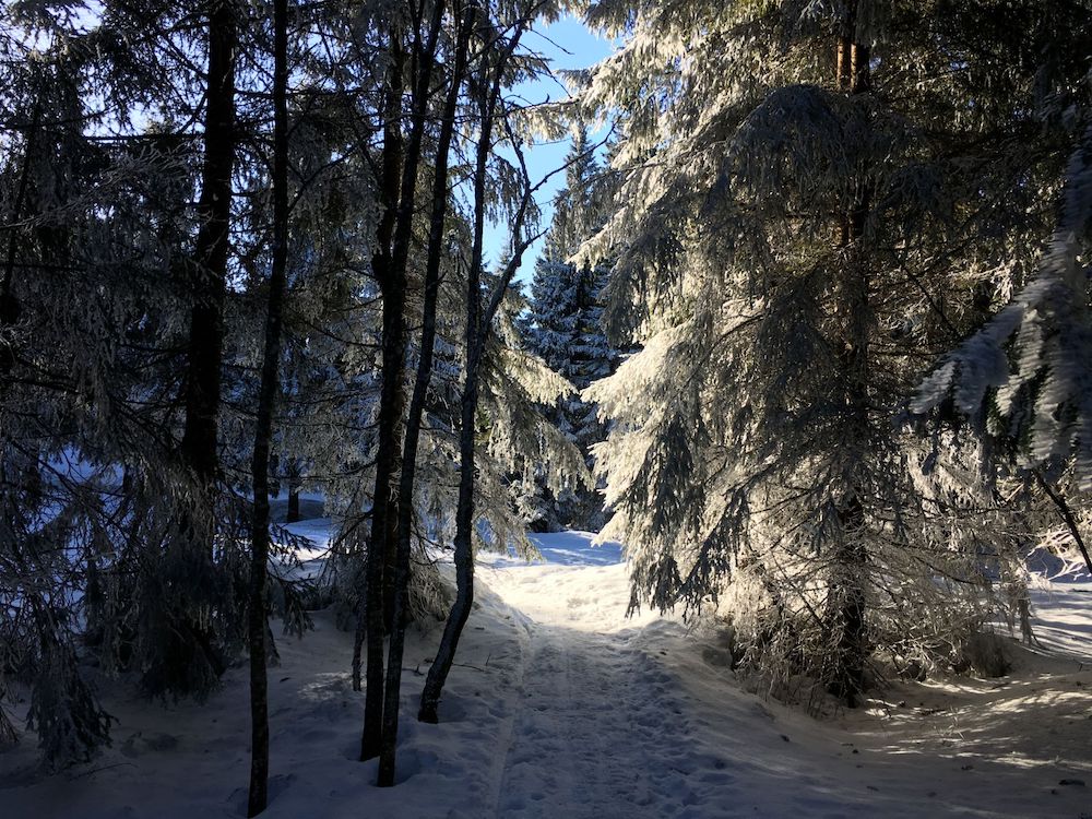 Mystisch: Der gefrorene Wald