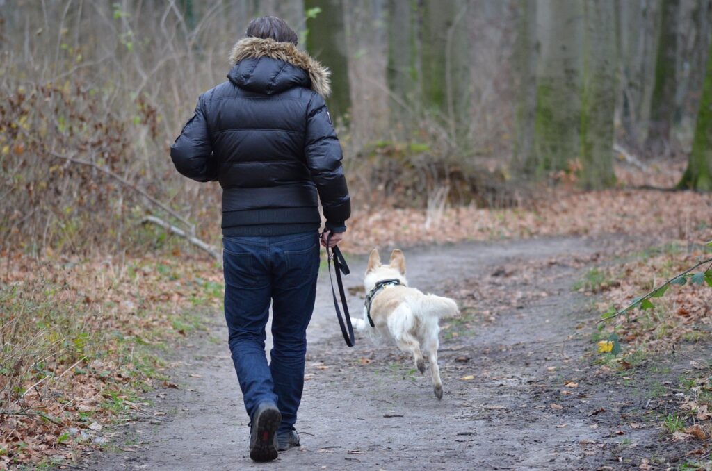 Freilaufender Hund am Waldrand