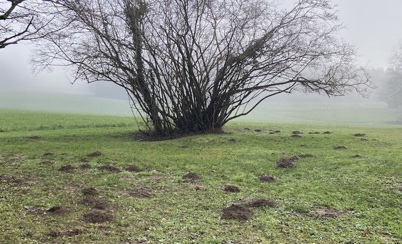 Haufen von Schermäusen auf Wiese