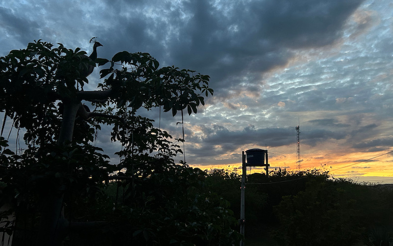 Abendstimmung. Links das Pfauenweibchen auf dem Baobab