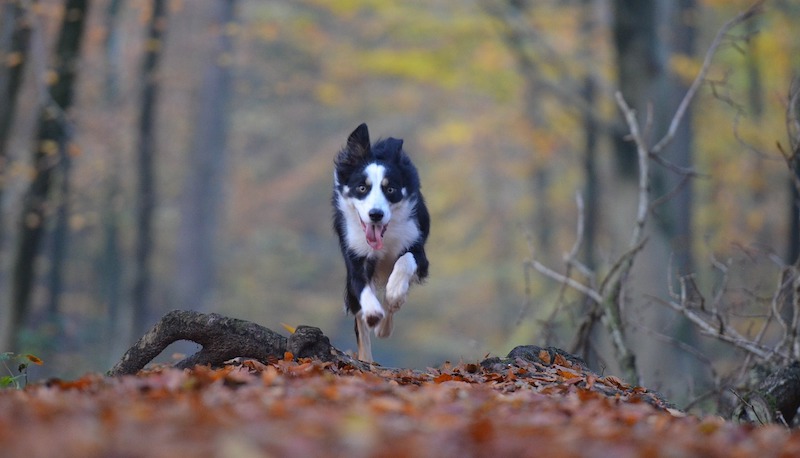 Hund im Wald