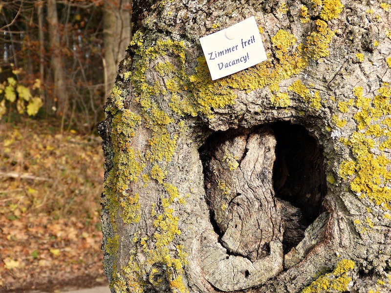 Spechthöhle in Baum