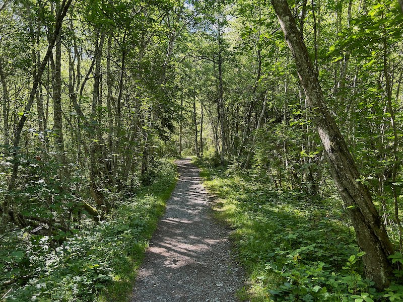 Der Weg durch das Gastereholz