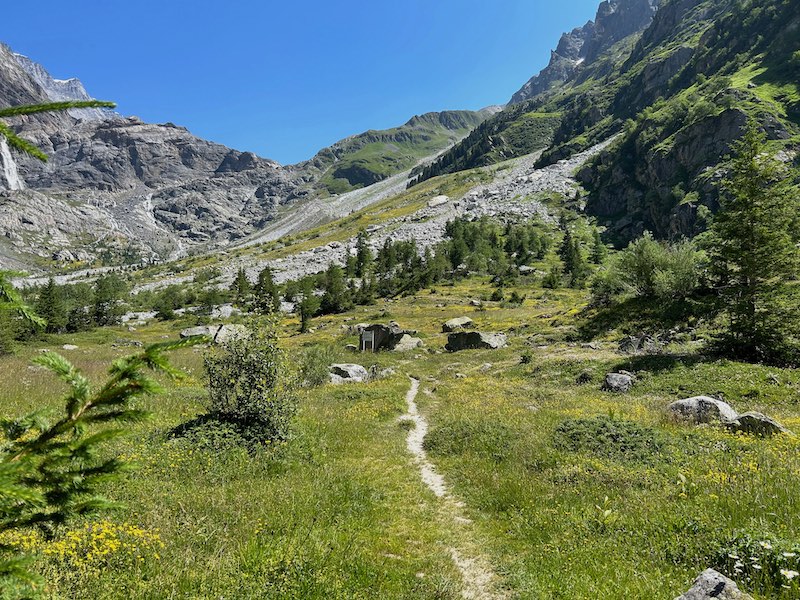 Knapp vor der Waldgrenze