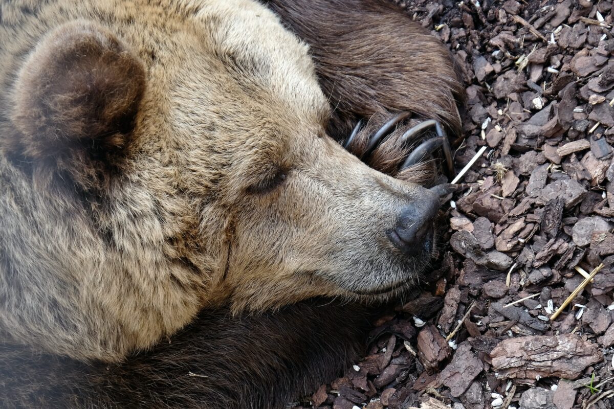 Braunbär