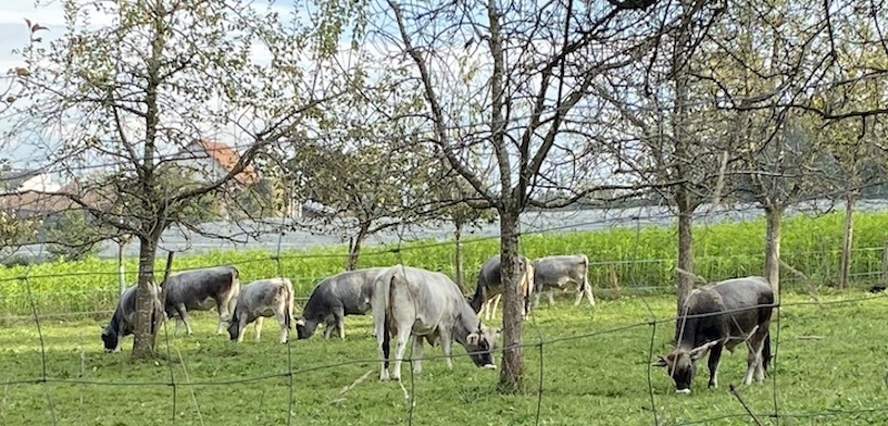 Idyll in Stadtnähe: Schmucke Kühe auf der Huebhof-Weide