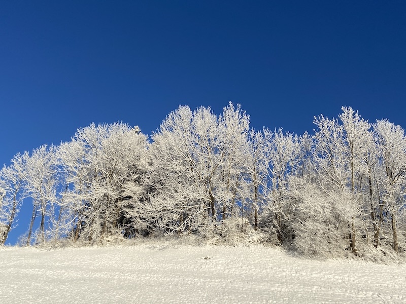 Weisse Bäume, tiefblauer Himmel – was für ein Bild!