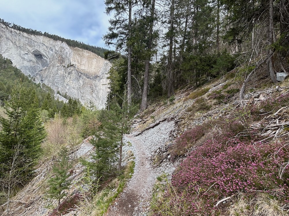 Föhren und Rottannen statt Laubbäume