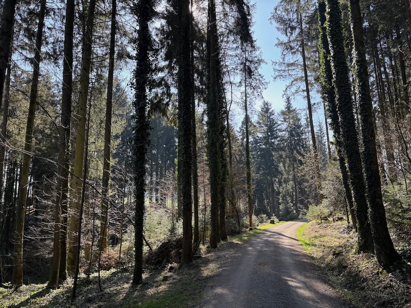 Der Sonne entgegen