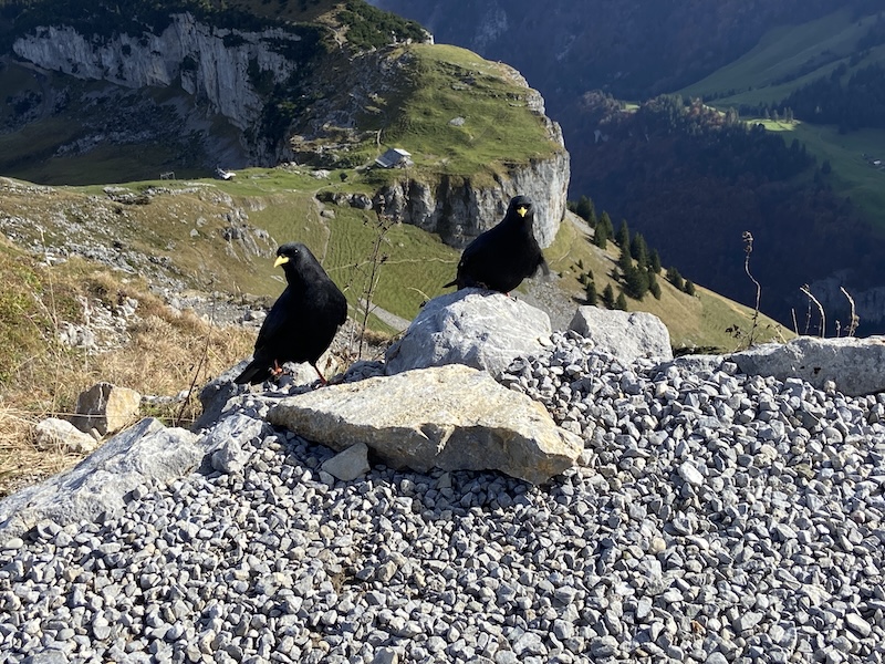 Neugierige Bergdohlen leisten uns Gesellschaft