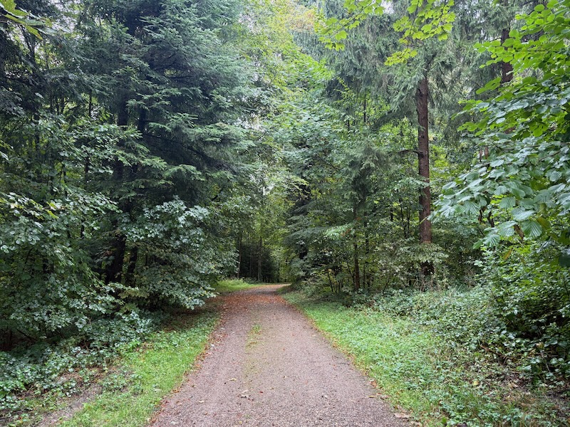 Durch den Laubmischwald