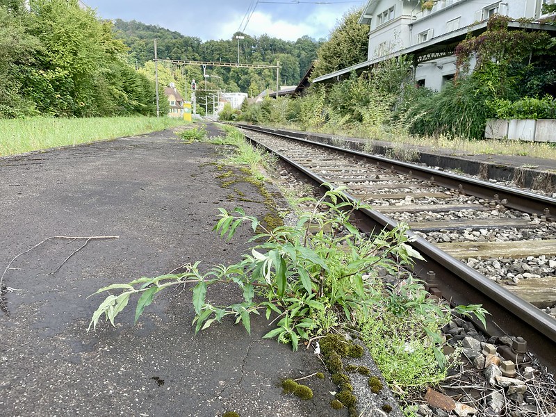 Unkraut am stillgelegten Bahnhof Oberstadt
