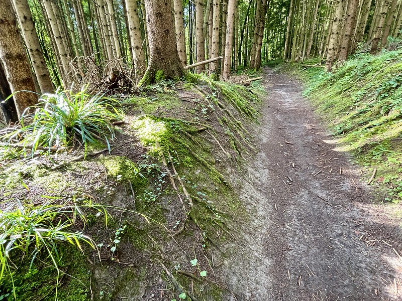 Manierlicher Wald nach dem Tüfels-Chäller