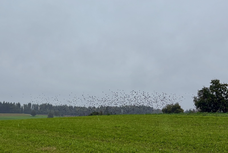Auffliegende Stare