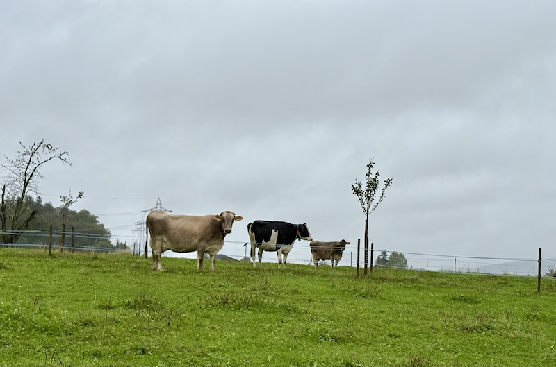 Kühe im Regen