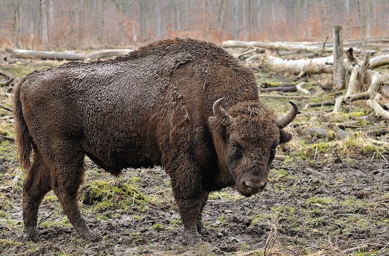 Der Wisent, die europäische Form des Bisons (Foto: Wiki)
