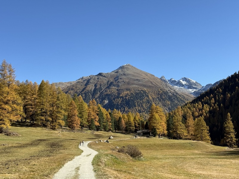 Auch der Weg von Spinas nach Bever bietet diesen unfassbar schönen Goldrausch