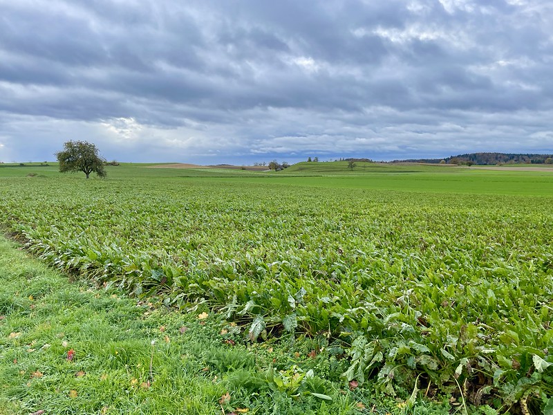 Kurz nach Oberstammheim, alles so grün plötzlich