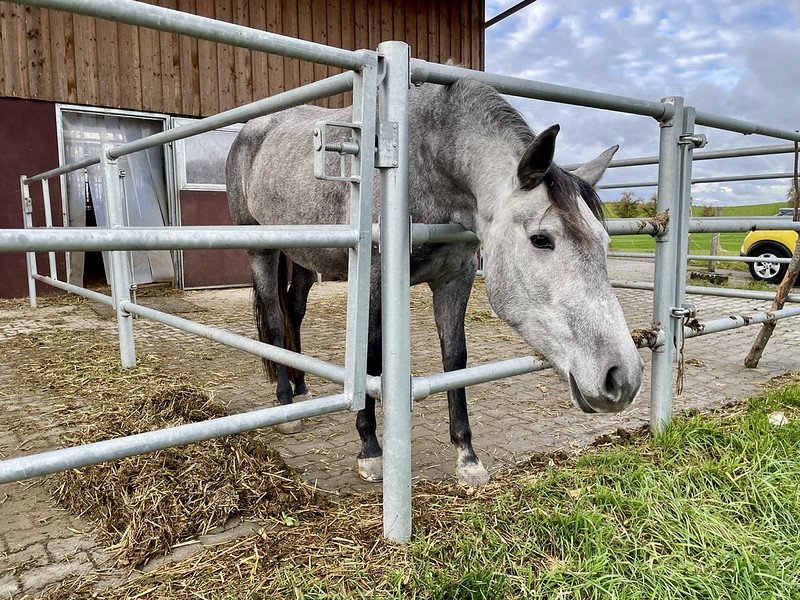 Menschen begegnen wir lange keinen. Dafür diesem Pferd