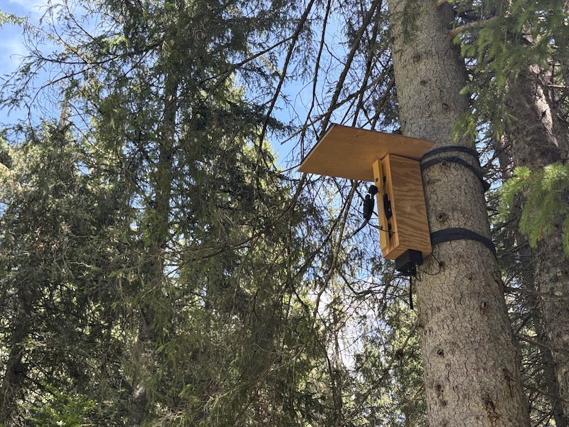 Ein mechanischer Specht