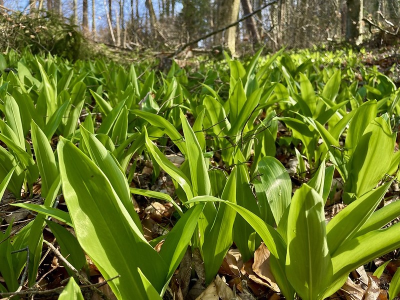 Frühlingssymbol: Bärlauch im Wald beim Strickhof