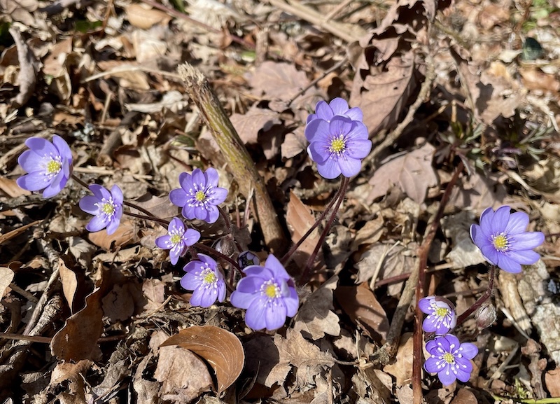 Auch sie zeigen den Frühling an: Leberblüemli