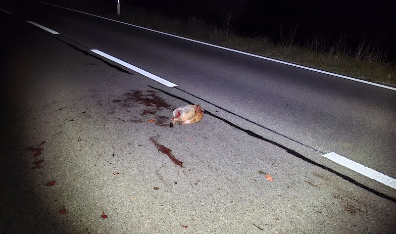 Protokoll-Eintrag: «Toter Fuchs auf Witikonerstr. Seite Zollikon, Tier entsorgt.»