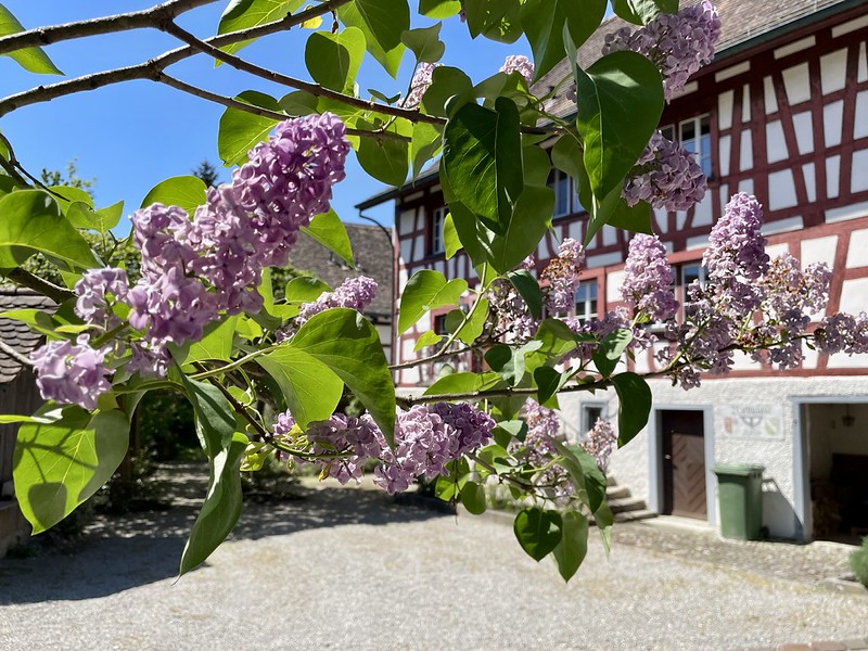 Duftender Flieder vor herrlichem Fachwerkbau