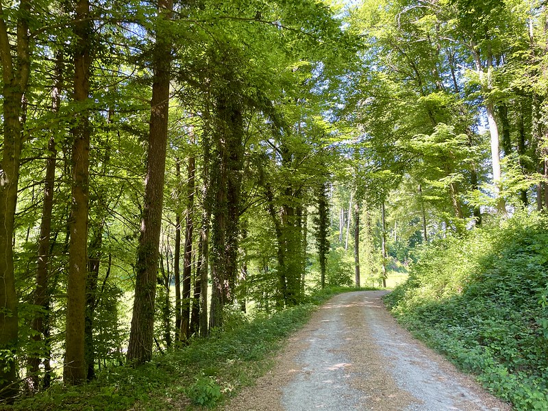 Noch 45 Minuten bis Andelfingen: schattenspendender Wald auf dem Höhenzug Egg