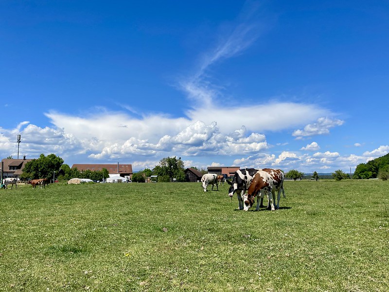 Frohe Frühlingslandschaft mit Kühen zwischen Flaach und Volken