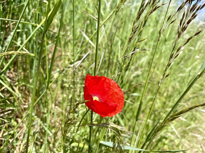 Hurra, der Klatschmohn ist da