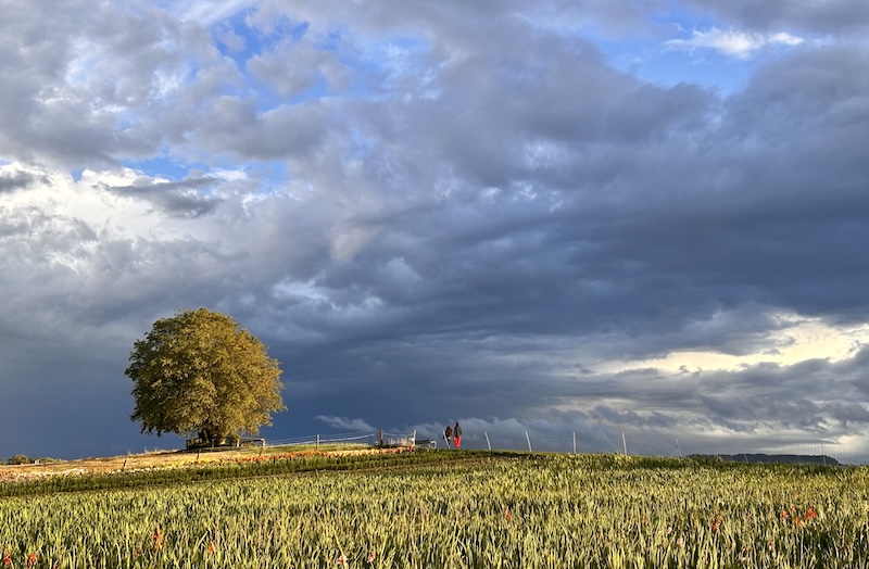 Allmend – Flaniermeile für die Bevölkerung (Foto: Adrian Michael)